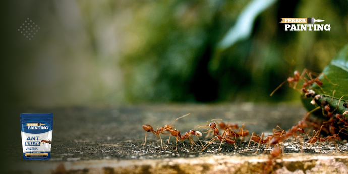 Kako spriječiti mrave da vam uđu u kuću?